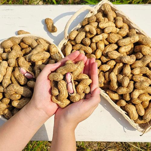 햇 피땅콩4kg