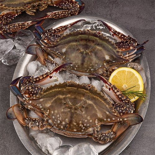 [산지직송] 국내산 진도 활 꽃게 3kg 9-14미(숫꽃게/빙장포장)