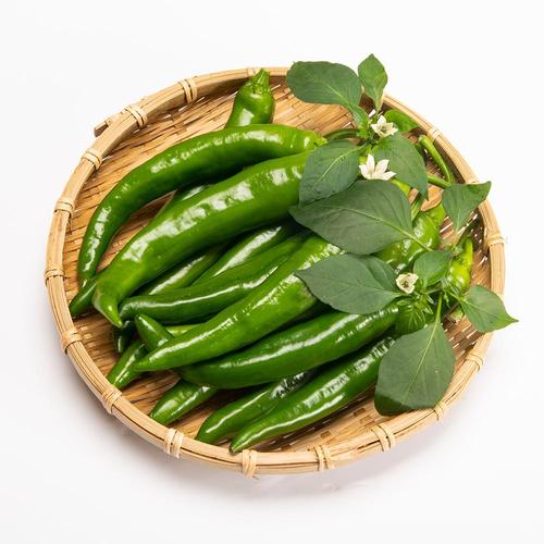 최고집명품자두 [맛딜]알싸한 매운맛 국내산 청양고추 5kg