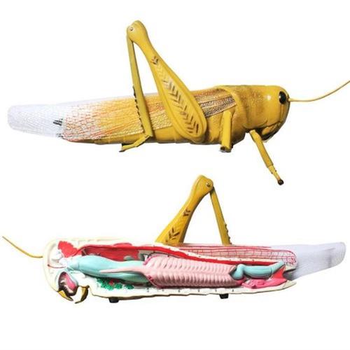 생물 학습교구 메뚜기 해부 단면 관찰 모형 의대교보재