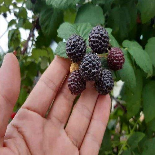 전북 고창 냉동 토종 복분자 특품 1kg/트레이포장