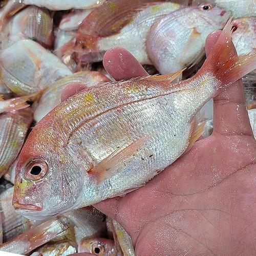 셀러허브 통영 꽃돔 1kg 6-8미 자연산 꽃돔 황돔 냉동꽃돔 생물꽃돔 벵꼬돔 꽃 도미