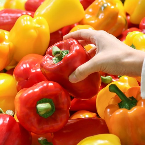 최고집명품자두 [맛딜]아삭달콤 신선한 국내산 파프리카 5kg