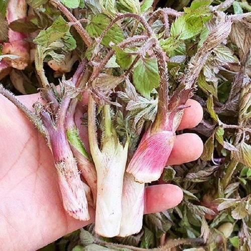 갤러리아_청정지역 남해 땅두릅 특품 2kg /26년햇수확