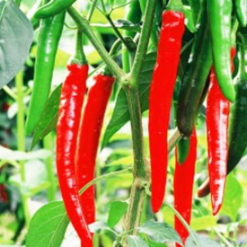 두배따고추 다수확 적 풋 고추 품종 종자 씨앗 100립 (WFGYUT9)