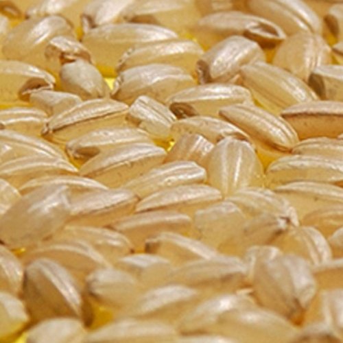 21년 햅쌀 국내산 고소한 현미 20kg