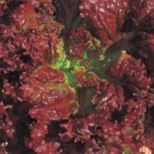 꽃상추쌈채소씨앗 2000립잎상추종자 꽃상추재배씨앗 쌈채소 WFKSI24