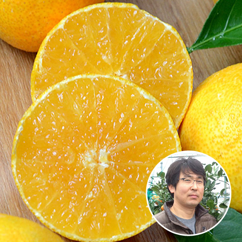 다농이네 [산지장터]제주 부성훈님의 황금향 3kg 가정용[13-21과내외]