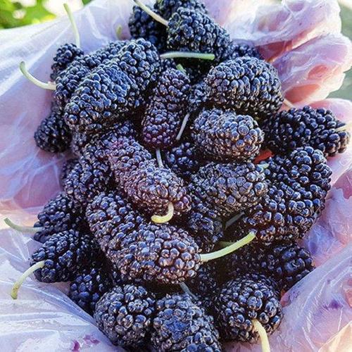 갤러리아_전북 고창 햇 토종 특품 과상2호 냉동오디 1kg(트레이포장)/25년