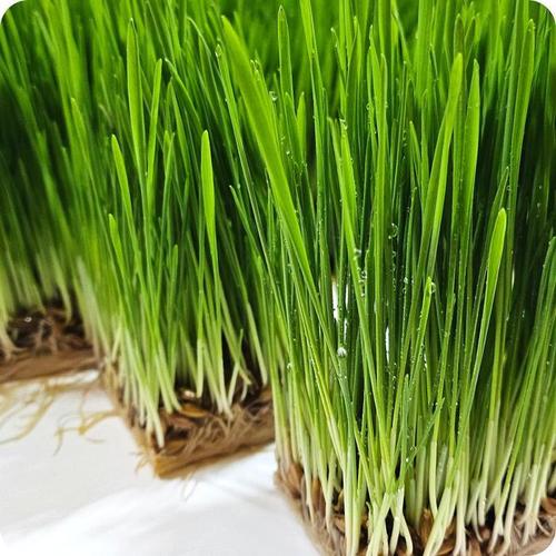 뮤토 핏 캣그라스 바로 먹이는 캣글라스 고양이  간식