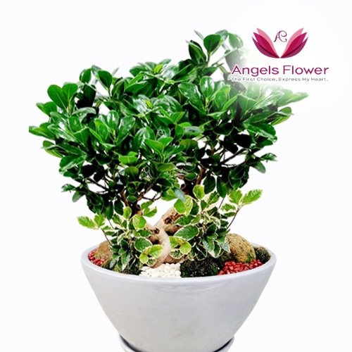 칸스앤엔젤스 엔젤스플라워 인삼팬다 고급형 관엽식물 공기정화 전국 꽃배달서비스
