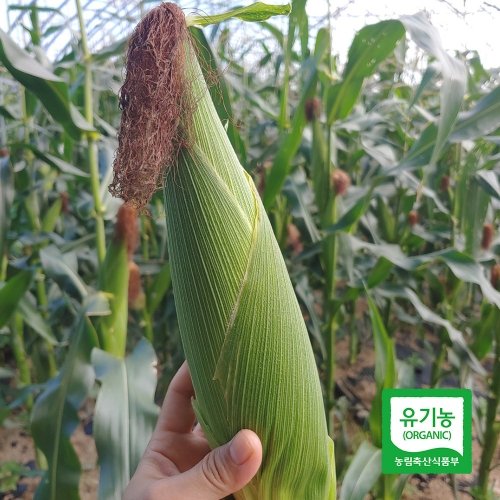 홍천강퀴노아영농조합법인 강원도 홍천 유기농 미백 찰옥수수 30개입