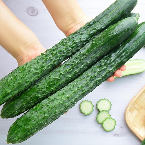 [맛딜]수분가득 아삭한 국내산 가시오이 5kg