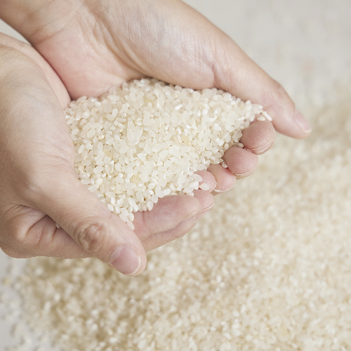 햅쌀 백미 쌀20kg /10kg+10kg/ 밥맛좋은 흰쌀 집밥