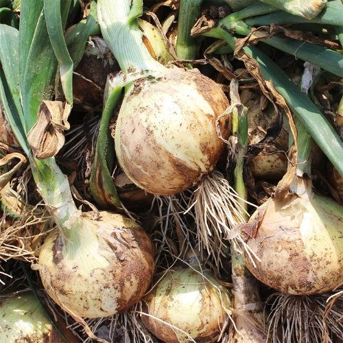 늘해랑 국내산 무안 양파 장아찌용 3kg (소)