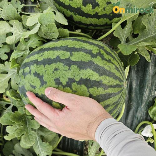 온미락 정품 하우스 꿀수박 11Brix 이상 3차 선별  논산 산지직송 고당도 수박 8-9Kg