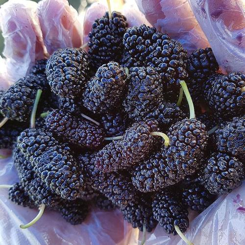 셀러허브 특품 급냉 고창 오디 1kg 햇오디 뽕나무 오디 열매 과상오디 뽕나무열매 냉