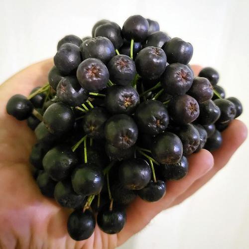 특품 슈퍼푸드 고창 아로니아 10kg 줄기제거 생 아로니아 생과 냉동 아로니