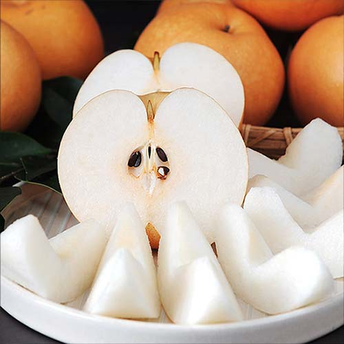 철인영농조합 맛보기 나주배 5kg 중(9~10과)