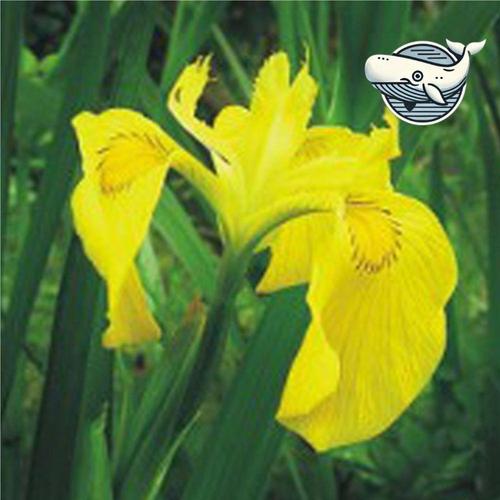 야생화 정원용 씨앗 꽃밭 장식 노랑꽃창포 (WFHKSHV)