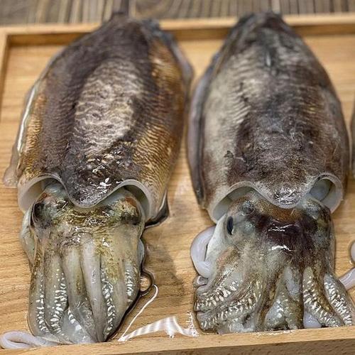 셀러허브 목포 군산 갑오징어 1kg 2~4미 생물 갑오징어 회 목포갑오징어 생오징어 군