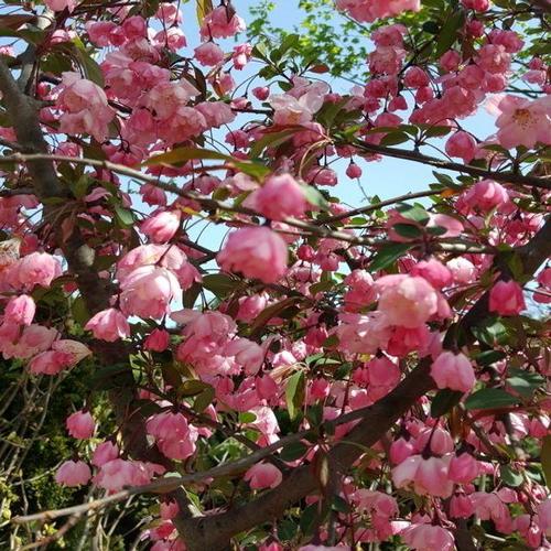 주식회사 금수저몰 서부해당화(수사해당화) 접목묘목 1주 / 튼튼한 정품 (WFHEFJE)