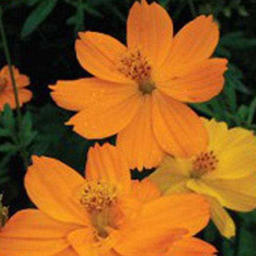 알티피아 150립 종자 야생화정원씨앗 꽃씨종자 황코스모스 정원 꽃씨 (WFK0C27)