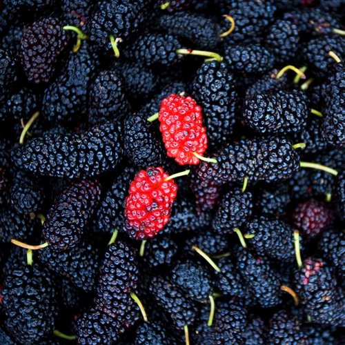 6월4일부터 순차출고[베리세상]고창 냉동 오디 8kg(특품)