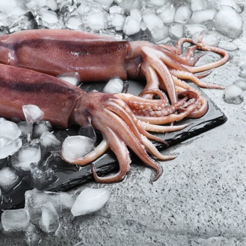 손질 통오징어1.6kg   2미(320g)*5팩 원양산 급냉