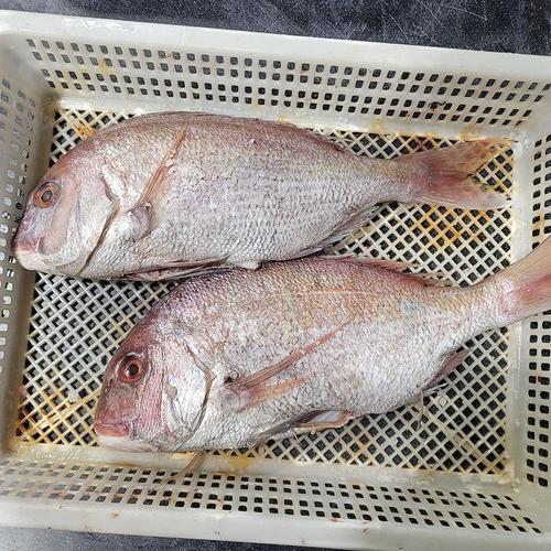 셀러허브 반건조 통영 참 돔 1마리 400~500g 중짜 자연산 참돔 반건조 참돔 참 도미