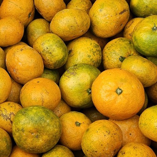 농업회사법인 제주미르팜 [제주산지직송] 못난이 타이벡 <b>감귤</b> 혼합 <b>10kg</b>