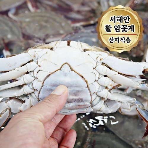 당일조업 서해안 활 암꽃게 알배기 꽃게 3kg (12~18미)