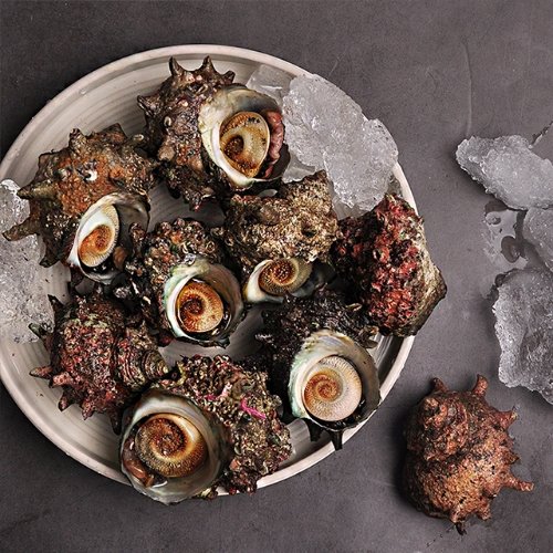 [푸르젠] 경남통영 뿔 소라 1kg