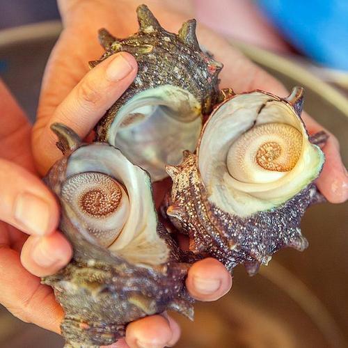 거제 통영 뿔소라 1kg 6-12미 자연산 뿔소라 해녀 뿔소라 뿔고동 전복소라