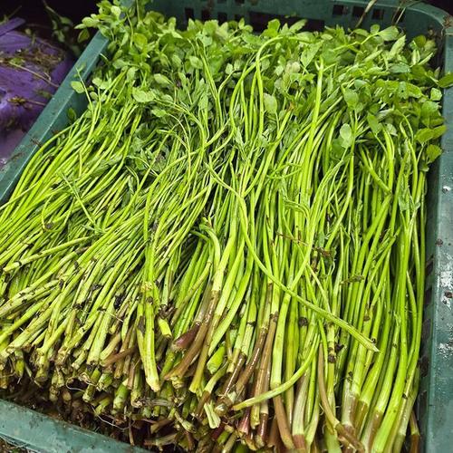 셀러허브 향긋한 청도 미나리 1kg 청도 한제미나리 생미나리 봄 미나리 생채 봄나물