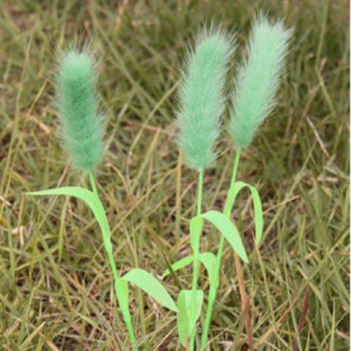 펫모닝 PMC-369 강아지풀 (WC92170)