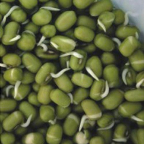 숙주 나물 녹두 곡물 콩류 종자 품종 식물 씨앗 30g WA41907