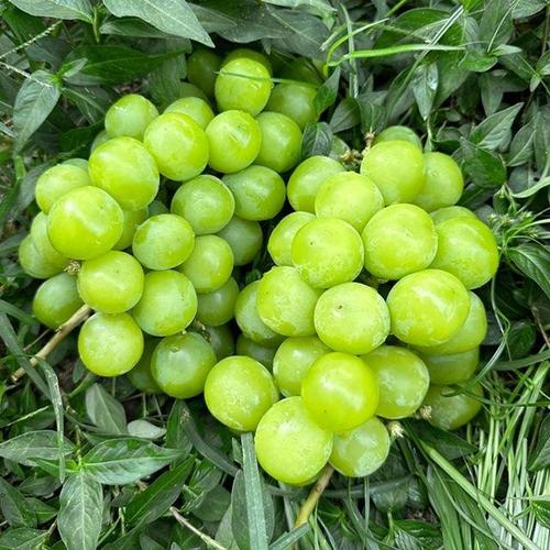 한화갤러리아㈜ 갤러리아_가정용 샤인머스켓 4kg 4-6수