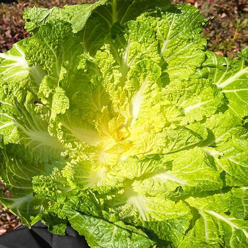 [맛딜] 국내산 제철 진도 해풍 봄동 5kg