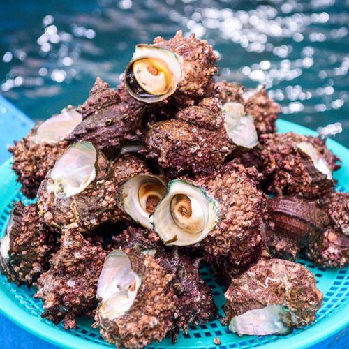 해녀 직접 채취 남해 자연산 뿔소라 2kg 신선한 활소라 산지직송 제철 캠핑요리