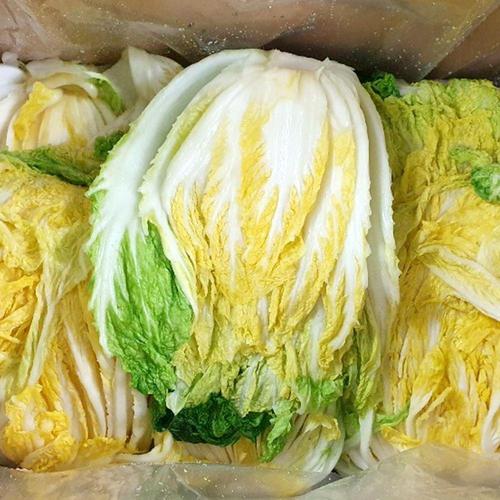 [한화갤러리아㈜]갤러리아_강원도 고랭지 절임배추 20kg(4~9포기내외)