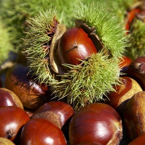 하동참다래매실농원 하동 알밤 10kg-특