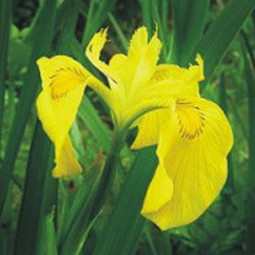 노랑꽃창포씨앗 야생화 꽃씨 정원 노랑꽃창포야생화 정원용꽃씨