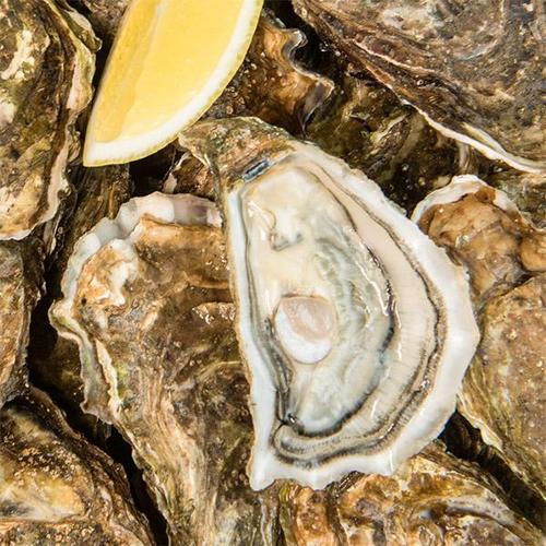 품질보장 제철 통영 석화 굴 5kg