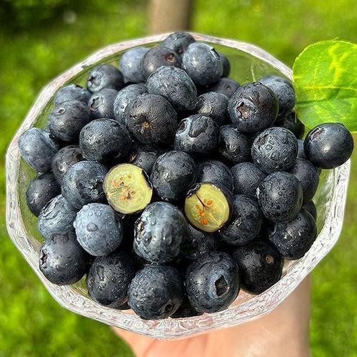 신선한 생 블루베리 1kg 특대 미국산 블루베리 생과 칠레산블루베리 미국블