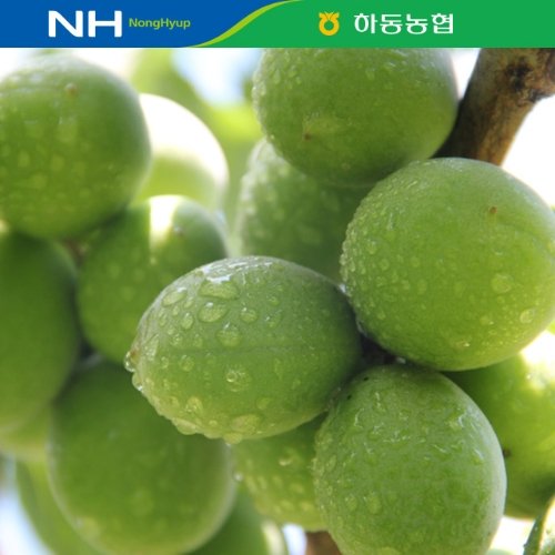 [ 농협공동선별/ 산지직송] 하동농협 청매실 5kg(특/L)